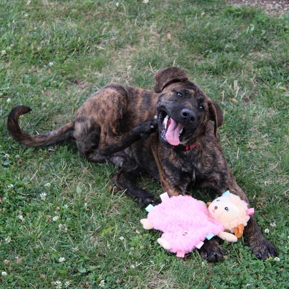 Soothers- Tabbie Lambie Dog Toy-Separation Anxiety Toys for Dogs, Stuffing Free, - Picture 9 of 9